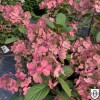 Hydrangea paniculata 'Little Quick Fire' - Aedhortensia 'Little Quick Fire' C1/1L